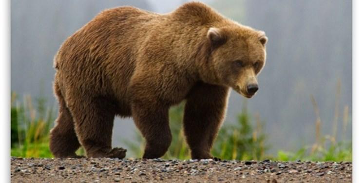 ضایعات زباله های انسانی حیات خرس ها را کاهش می دهد