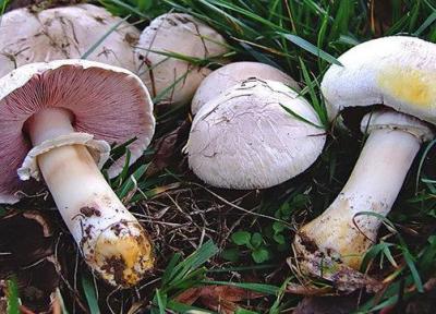 هشدار وزارت بهداشت: از مصرف قارچ های خود رو خودداری کنید
