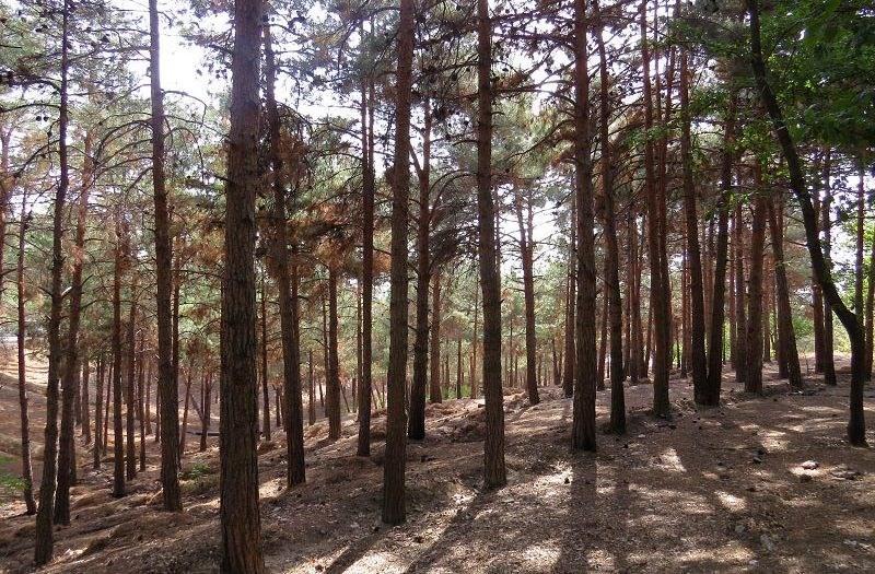 130 میلیارد تومان بودجه مورد احتیاج برای اتصال حقابه بوستان چیتگر