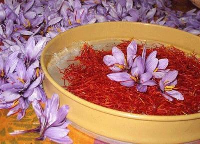 پنج تُن زعفران در تایباد خریداری شد