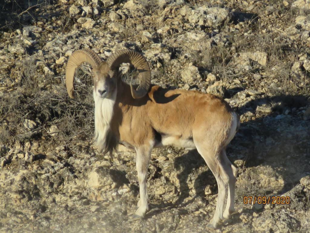انجام عملیات سرشماری پاییزه پستانداران پارک ملی گلستان