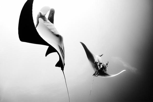 تور مکزیک: تصاویر سیاه و سفید خارق العاده از دنیای زیر آب مکزیک