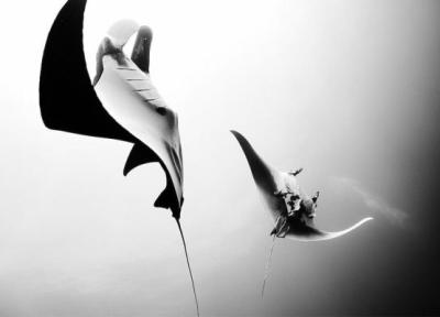 تور مکزیک: تصاویر سیاه و سفید خارق العاده از دنیای زیر آب مکزیک