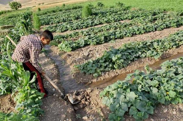 ورود 3 دانشگاه به حوزه زراعت و باغبانی در راستای امنیت غذایی