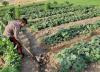 ورود 3 دانشگاه به حوزه زراعت و باغبانی در راستای امنیت غذایی